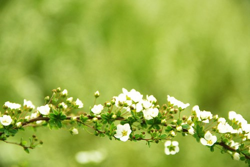 介绍花的作文500字茉莉花（茉莉花作文500字左右说明文）