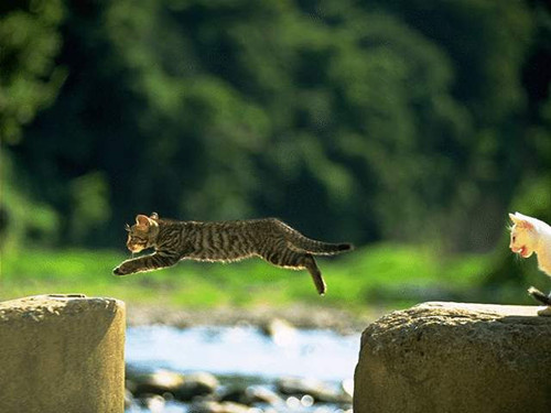 三年级上册语文作文掉水里的小猫