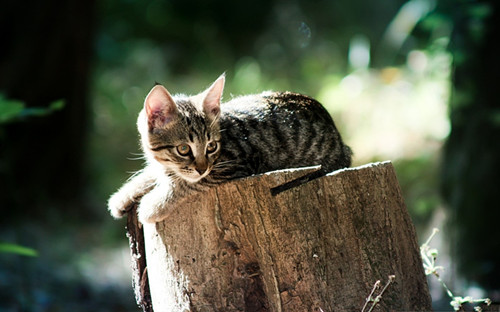 五年级观察熊猫的作文（一年级写观察熊猫的日记）