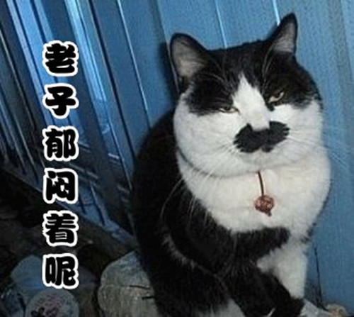 小学五年级作文大猩猩范文（有趣的大猩猩作文二年级）