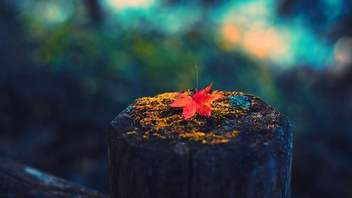 初中语文学习的憧憬作文（关于对初中生活的憧憬的作文）