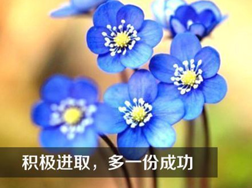 古镇正月十五花灯会作文（古镇的正月十五花灯会作文）