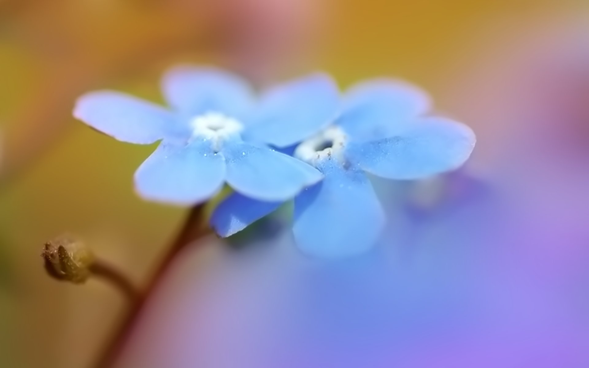 用青蛙小河小学生写一篇作文（青蛙乌龟小鸭小猫躲雨写一篇作文）