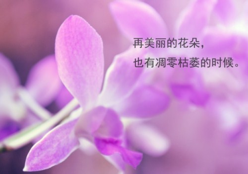 茶乡花海的作文400字