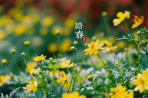 写植物长寿花的作文（写长寿花的作文三年级下册）