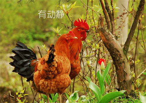 介绍夏日饮品作文（自制夏日冷饮作文1000字）