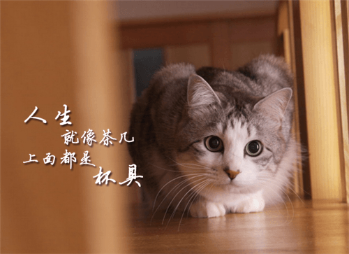 三年级上册作文小猫和小狗（三年级作文我和我家的小狗或小猫）