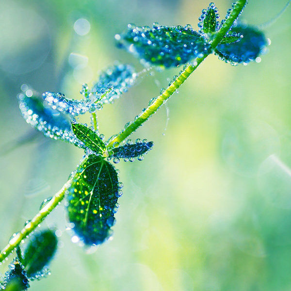 按时间顺序来写一种植物作文100字（作文写植物100个字左右）