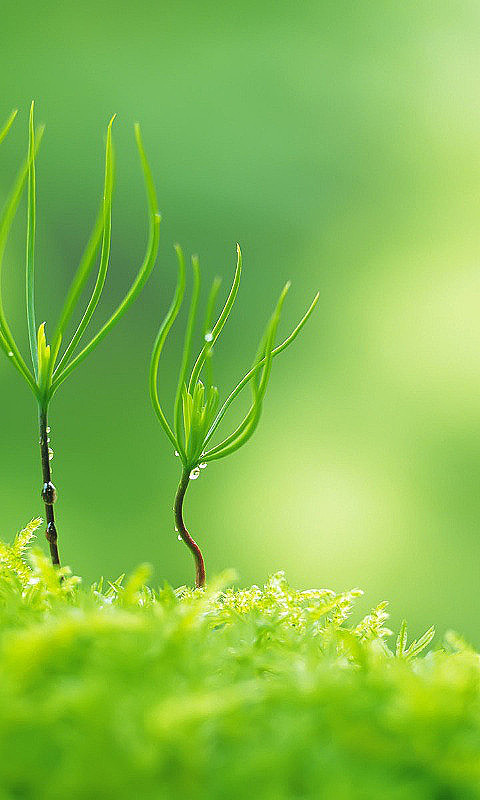 高中作文关于植树节的文章（植树节作文素材高中）