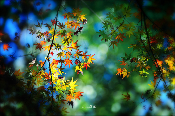 芒果介绍作文三年级